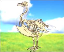 Ске­лет птиц. Ха­рак­тер­ная черта стро­е­ния ске­ле­та птицы – на­ли­чие груд­ной кости – киля