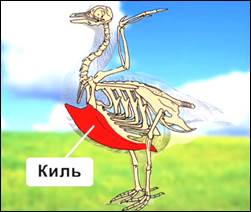 Ске­лет птиц. Ха­рак­тер­ная черта стро­е­ния ске­ле­та птицы – на­ли­чие груд­ной кости – киля