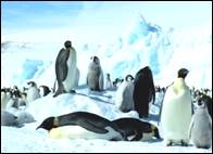 Пинг­ви­ны