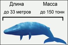 Масса и длина си­не­го кита
