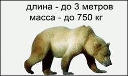 Длина и масса бу­ро­го мед­ве­дя