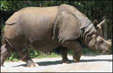 Ин­дий­ский но­со­рог