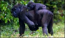 Самка за­пад­ной го­рил­лы с де­те­ны­шем