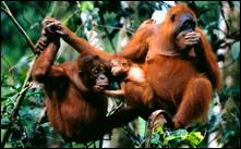 Се­мей­ство су­мат­ран­ско­го оран­гу­та­на