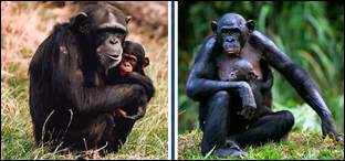 Обык­но­вен­ный и кар­ли­ко­вый шим­пан­зе