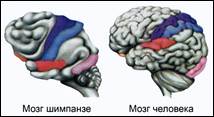 Раз­ви­тие по­лу­ша­рий мозга шим­пан­зе и че­ло­ве­ка