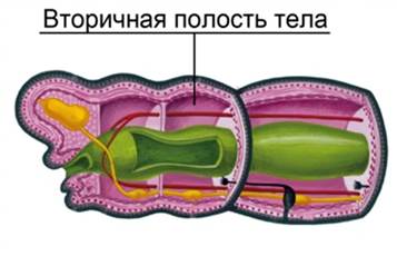 Ана­то­ми­че­ское стро­е­ние коль­ча­то­го червя