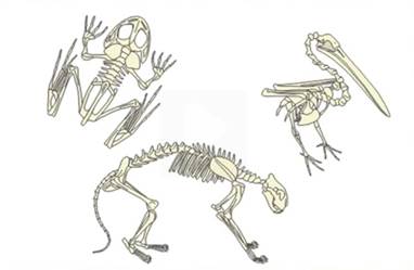 Внут­рен­ний ске­лет по­зво­ноч­ных
