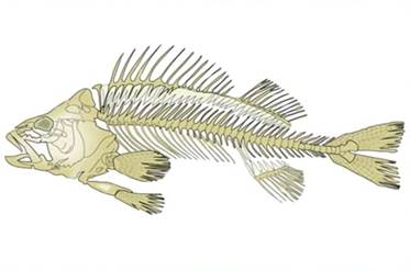 Ске­лет рыбы