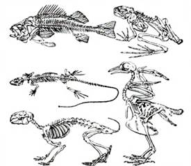 Ске­лет рыбы, ам­фи­бии, реп­ти­лии, птицы и мле­ко­пи­та­ю­ще­го