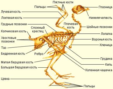 Ске­лет птицы