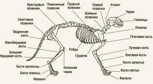 Ске­лет мле­ко­пи­та­ю­ще­го