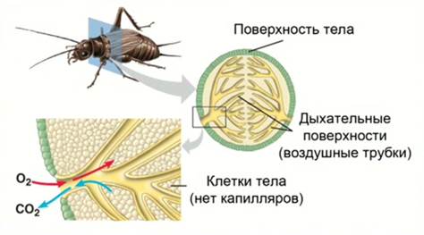 Тра­хеи – ор­га­ны ды­ха­ния на­се­ко­мых
