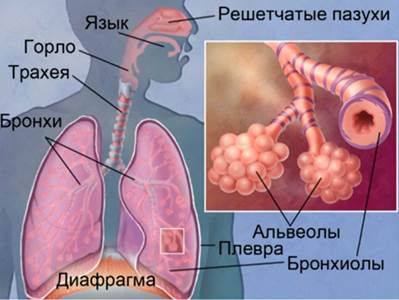 Ды­ха­тель­ная си­сте­ма че­ло­ве­ка