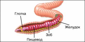 Пи­ще­ва­ри­тель­ная си­сте­ма коль­ча­тых чер­вей