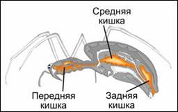 Пи­ще­ва­ри­тель­ная си­сте­ма паука