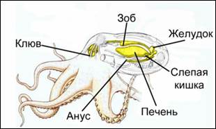 Пи­ще­ва­ри­тель­ная си­сте­ма ось­ми­но­га