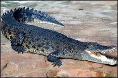 Греб­ни­стый кро­ко­дил