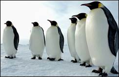 Им­пе­ра­тор­ские пинг­ви­ны