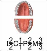 Зуб­ная фор­му­ла че­ло­ве­ка