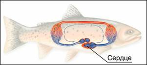 Кро­ве­нос­ная си­сте­ма рыб