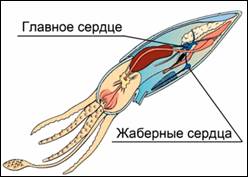 Кро­ве­нос­ная си­сте­ма го­ло­во­но­го­го мол­люс­ка