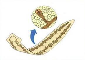 Вы­де­ли­тель­ная си­сте­ма чер­вей