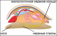 Нерв­ная си­сте­ма мол­люс­ка