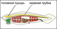 Нерв­ная си­сте­ма лан­цет­ни­ка