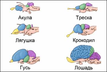 Срав­не­ние раз­ме­ров мозга жи­вот­ных