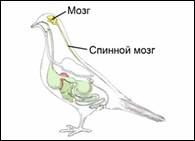 Нерв­ная си­сте­ма птиц