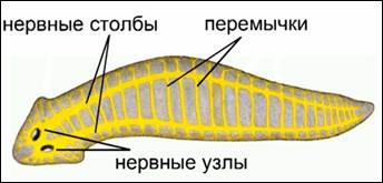 Нерв­ная си­сте­ма плос­ко­го червя