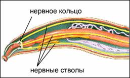 Нерв­ная си­сте­ма круг­ло­го червя