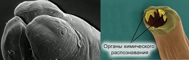 Па­ра­зи­ти­че­ский круг­лый червь ток­со­ка­ра и ор­га­ны хи­ми­че­ско­го рас­по­зна­ва­ния у нема­то­ды
