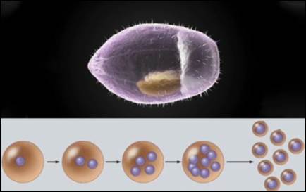 Раз­мно­же­ние ма­ля­рий­но­го плаз­мо­дия