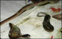 Но­во­рож­ден­ные змеи