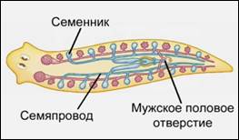 Муж­ская по­ло­вая си­сте­ма плос­ких чер­вей
