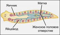 Жен­ская по­ло­вая си­сте­ма плос­ких чер­вей