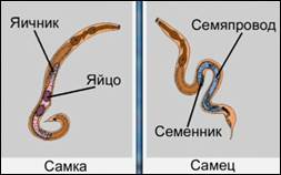 Ре­про­дук­тив­ная си­сте­ма круг­лых чер­вей