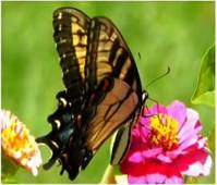 Ста­дии жиз­нен­но­го цикла че­шуе­кры­лых: гу­се­ни­ца, ку­кол­ка, ба­боч­ка (слева на­пра­во)