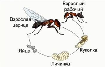 Непря­мое раз­ви­тие на при­ме­ре жиз­нен­но­го цикла му­ра­вья