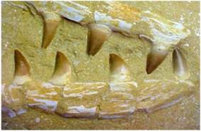 Ока­ме­не­лая че­люсть мо­за­зав­ра