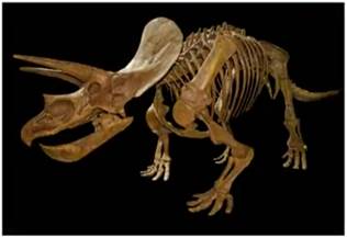 Вос­ста­нов­лен­ный ске­лет три­це­ра­топ­