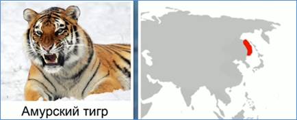 Ареал оби­та­ния амур­ско­го тигра
