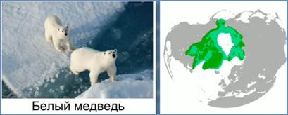 Ареал оби­та­ния бе­ло­го мед­ве­дя