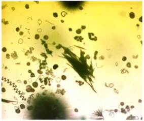 Планк­тон­ные во­до­рос­ли