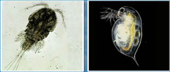 Зоо­планк­тон: цик­лоп и даф­ния