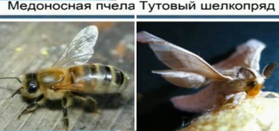 Одо­маш­ни­ва­ние пчел и ту­то­во­го шел­ко­пря­да