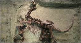 Остат­ки ди­но­зав­ров в за­по­вед­ни­ке «Дай­но­сор»