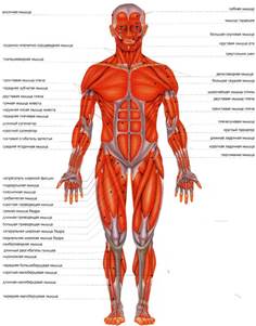Мышцы че­ло­ве­ка